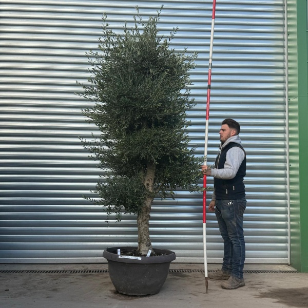 Architectural Branched and Shaped Feature Specimen Olive Fruit Tree in our Bowl Format 20706