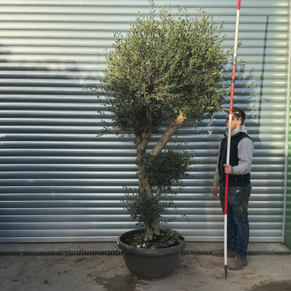 Architectural Branched and Shaped Feature Specimen Olive Fruit Tree in our Bowl Format 20704