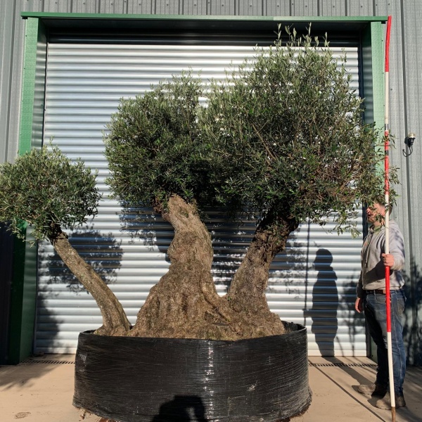 Exceptional Unique Ancient Specimen Showpiece Olive Fruit Tree 20850