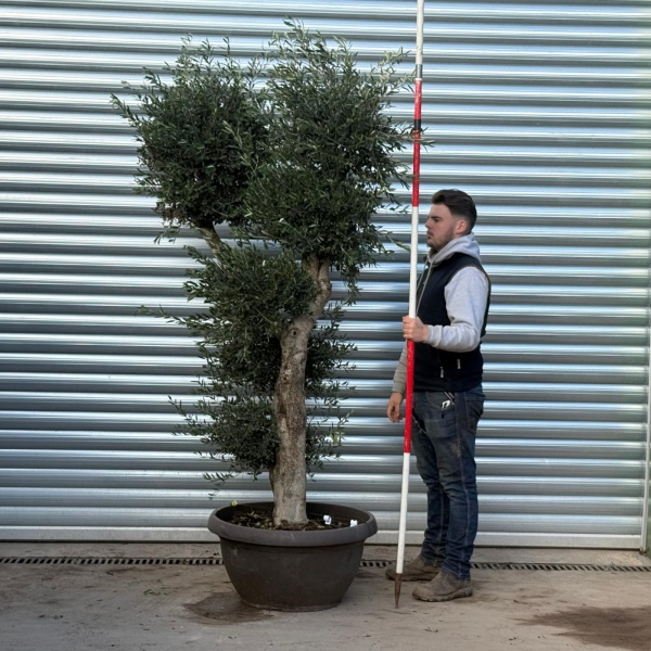 Architectural Branched and Shaped Feature Specimen Olive Fruit Tree in our Bowl Format 20852