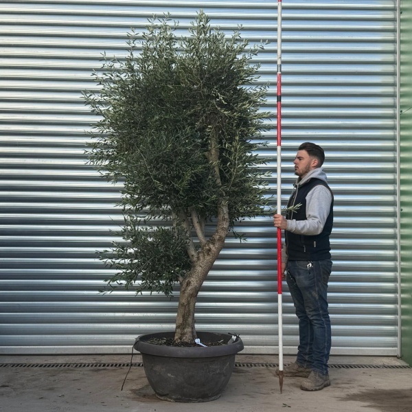 Architectural Branched and Shaped Feature Specimen Olive Fruit Tree in our Bowl Format 20853