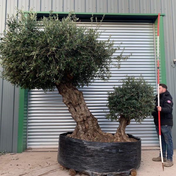Exceptional Unique Ancient Specimen Showpiece Olive Fruit Tree 20854