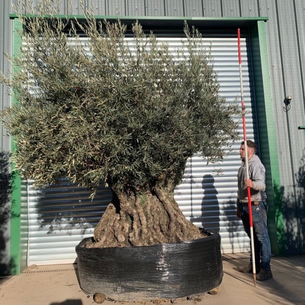 Magnificent Unique Ancient Specimen Showpiece Olive Fruit Tree 20873
