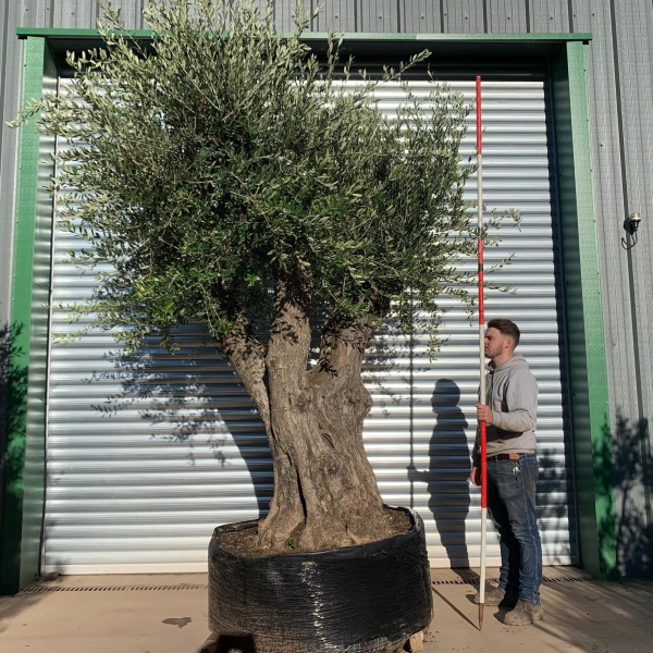 Super Branched Unique Ancient Specimen Showpiece Olive Fruit Tree 20874