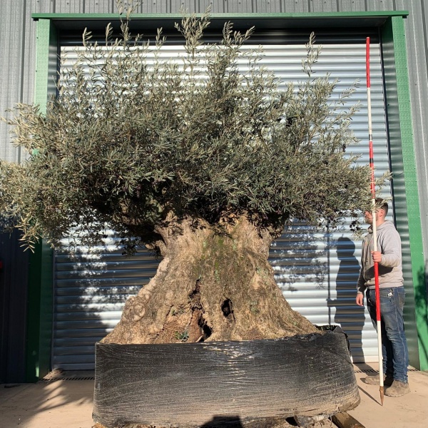Magnificent Unique Ancient Specimen Showpiece Olive Fruit Tree 20875