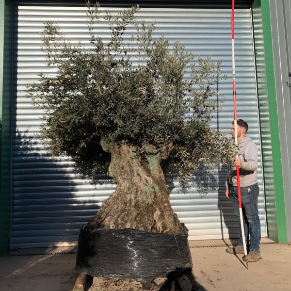 Amazing Unique Ancient Specimen Showpiece Olive Fruit Tree 20876