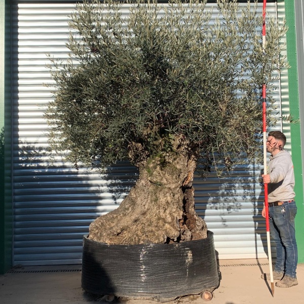 Amazing Unique Ancient Specimen Showpiece Olive Fruit Tree 20877