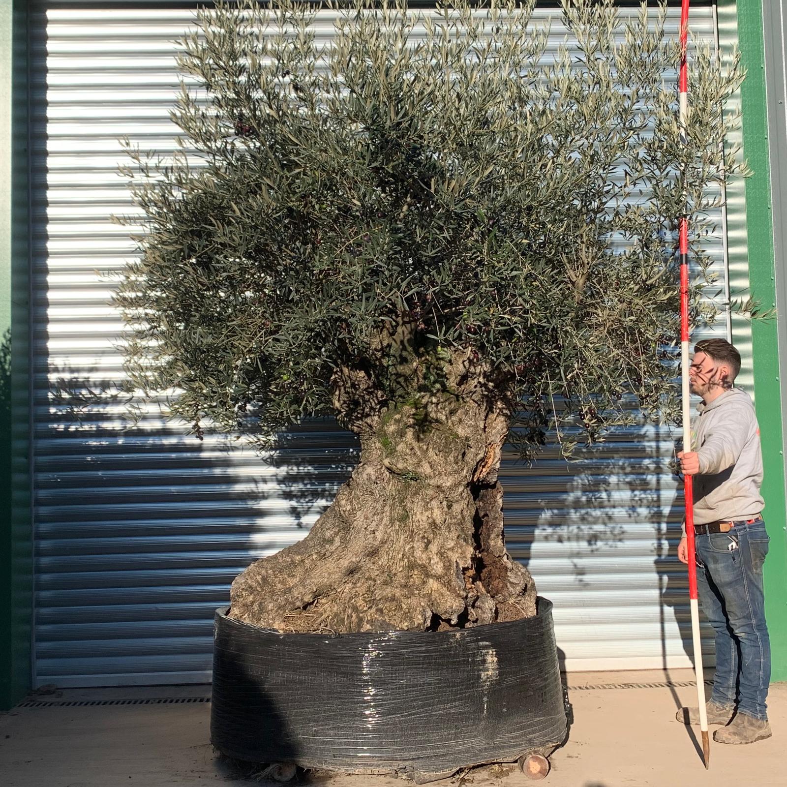 Amazing Unique Ancient Specimen Showpiece Olive Fruit Tree 20877 1 Amazing Unique Ancient Specimen Showpiece Olive Fruit Tree 20877