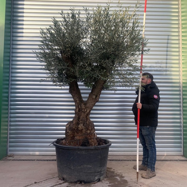 Wonderful Forked Specimen Olive Fruit Tree 20878