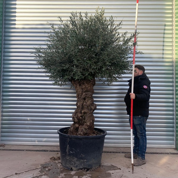 Fabulous Specimen Olive Fruit Tree 20879
