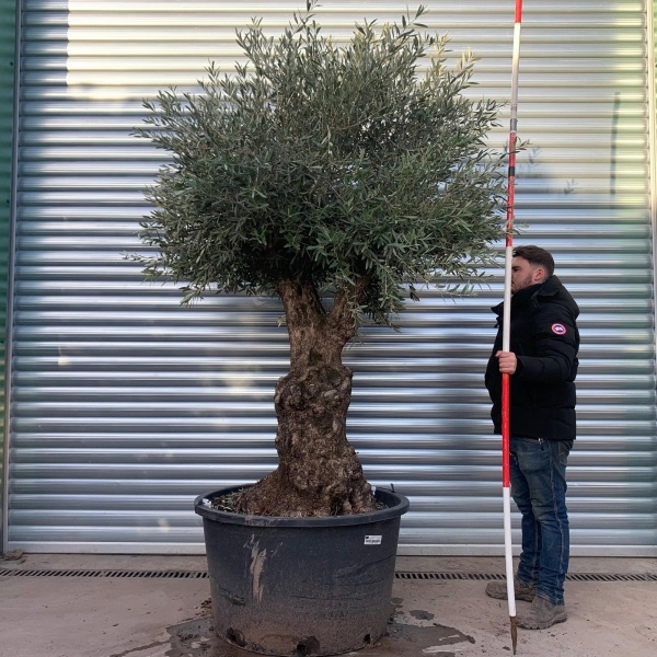 Fabulous Specimen Olive Fruit Tree 20880