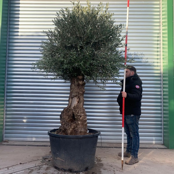 Super Specimen Olive Fruit Tree 20881