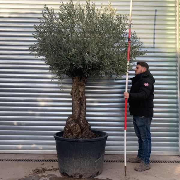 Lovely Specimen Olive Fruit Tree 20882