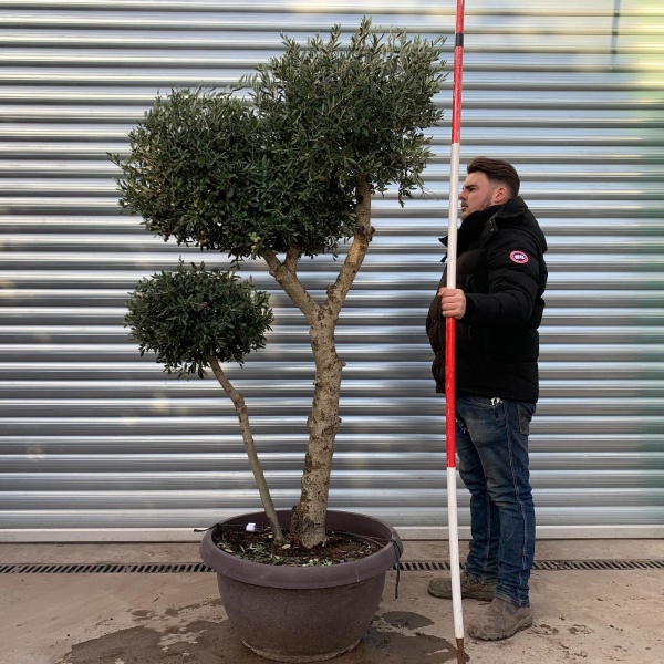 Architectural Branched and Shaped Feature Specimen Olive Fruit Tree in our Bowl Format 20884