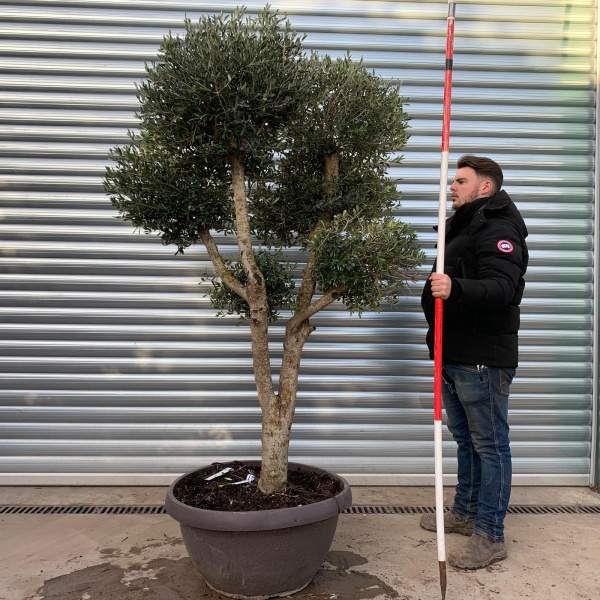 Architectural Branched and Shaped Feature Specimen Olive Fruit Tree in our Bowl Format 20885