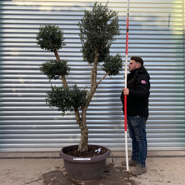 Architectural Branched and Shaped Feature Specimen Olive Fruit Tree in our Bowl Format 20886
