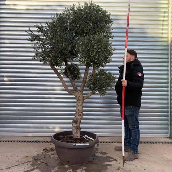 Architectural Branched and Shaped Feature Specimen Olive Fruit Tree in our Bowl Format 20887
