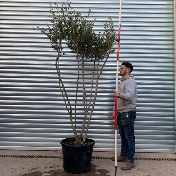Trendy Multi-Stem Mature Olive Fruit Tree Specimen 20888