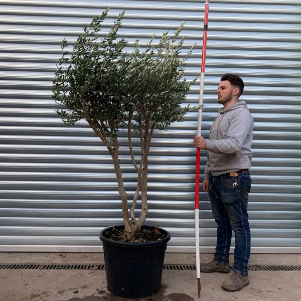 Trendy Multi-Stem Mature Olive Fruit Tree Specimen 20889