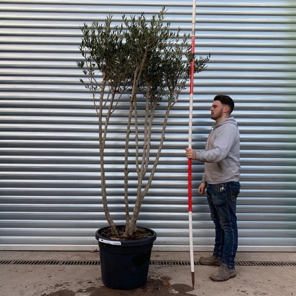 Trendy Multi-Stem Mature Olive Fruit Tree Specimen 20890