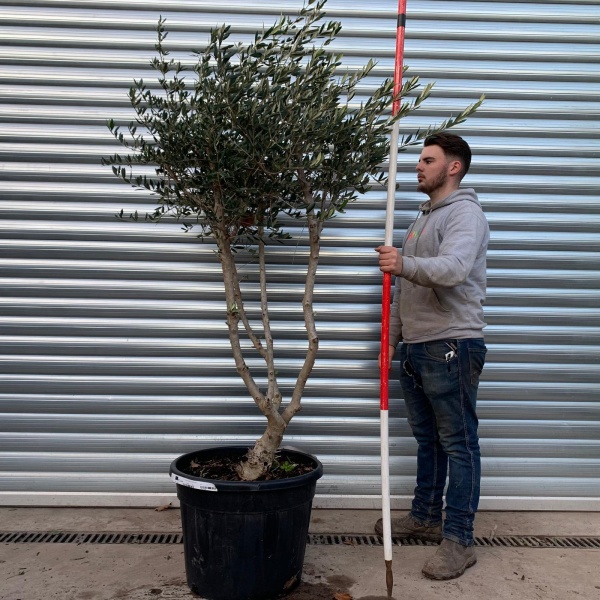 Trendy Multi-Stem Mature Olive Fruit Tree Specimen 20891