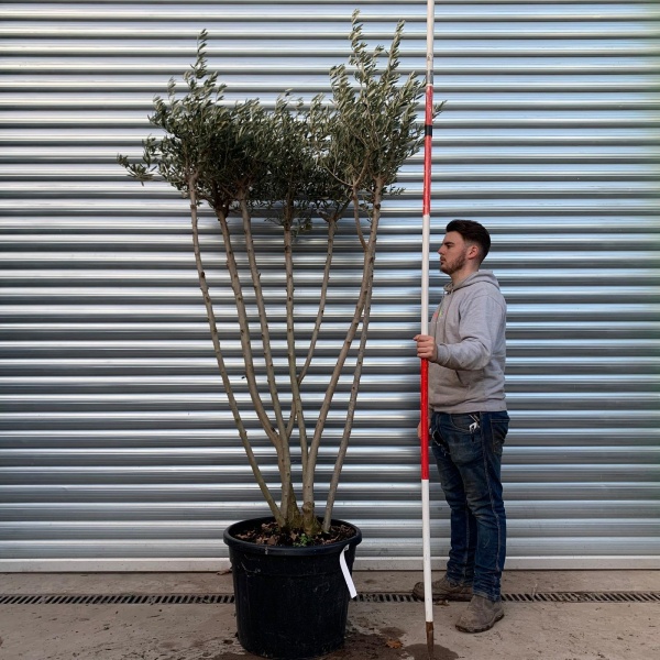 Trendy Multi-Stem Mature Olive Fruit Tree Specimen 20892