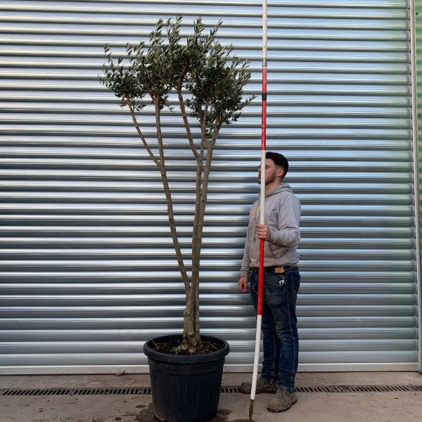 Trendy Multi-Stem Mature Olive Fruit Tree Specimen 20893