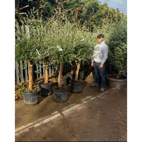 Bulk Buyer/Trade Deal!  Super Quality with Long Trunks and Good Crowns x 15- Limited Quantity