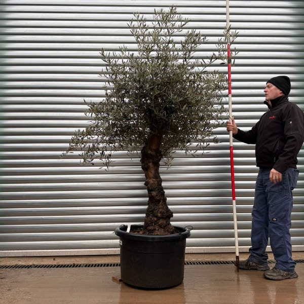 Super Specimen Olive Fruit Tree 20897