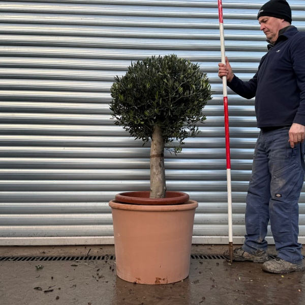 Lovely Compact Specimen Olive Fruit Tree with our Quality 55cm diam Terracotta 20974v