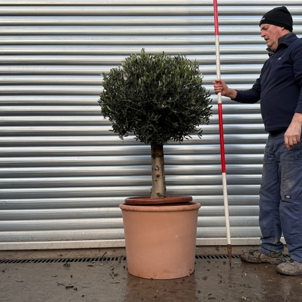 Lovely Compact Specimen Olive Fruit Tree with our Quality 55cm diam Terracotta 20975v
