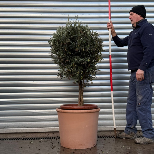 Lovely Compact Specimen Olive Fruit Tree with our Quality 55cm diam Terracotta 20976v