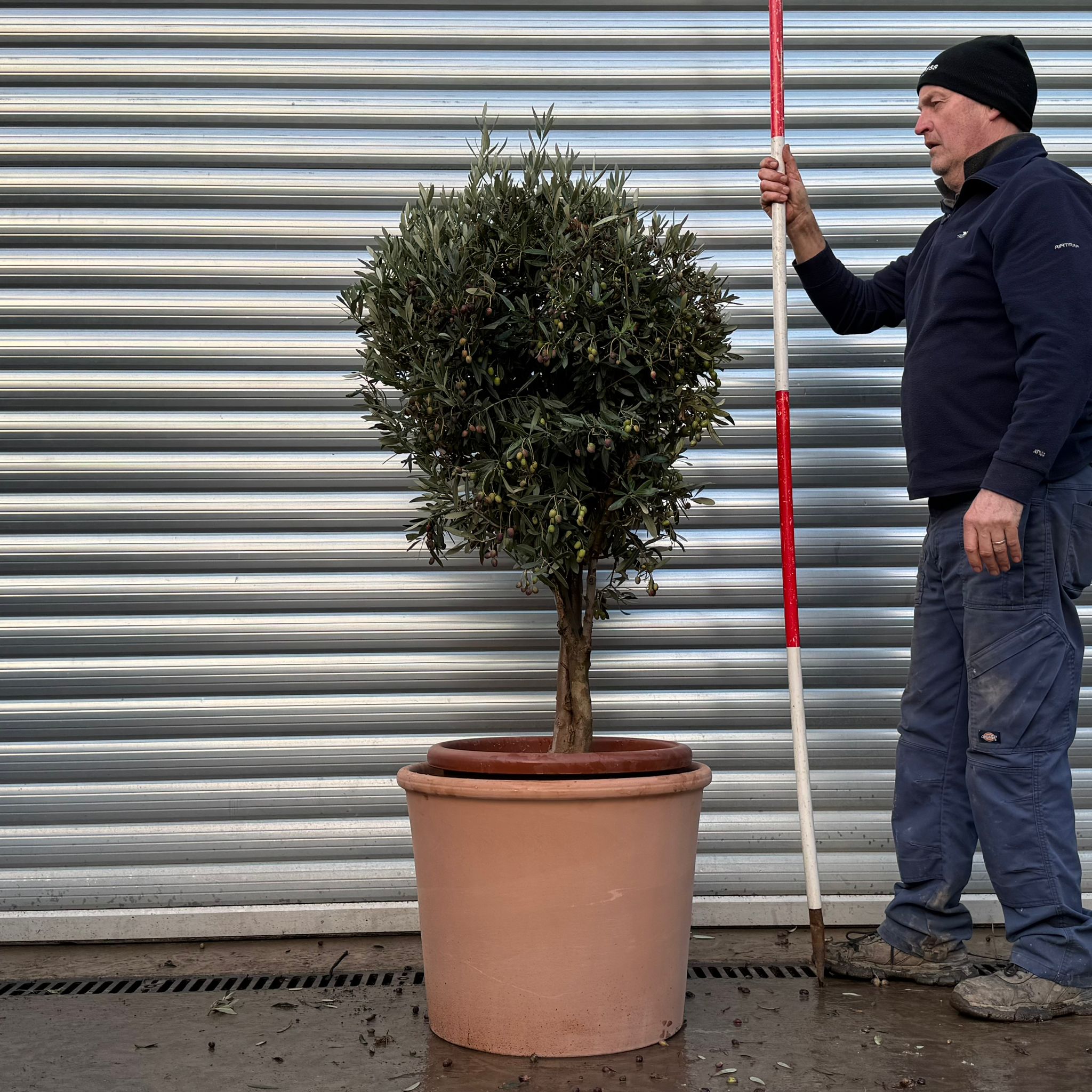 Olive Trees | Potted Olive Trees | 20976v 1 Olive Trees | Potted Olive Trees | 20976v