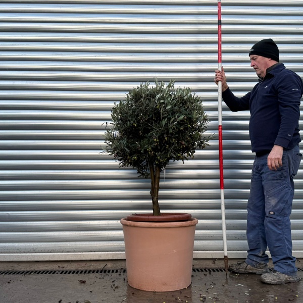 Lovely Compact Specimen Olive Fruit Tree with our Quality 55cm diam Terracotta 20977v