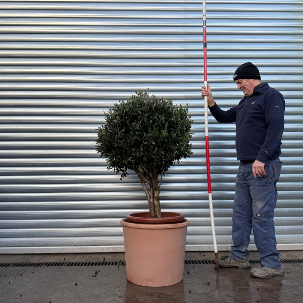 Lovely Compact Specimen Olive Fruit Tree with our Quality 55cm diam Terracotta 20978v