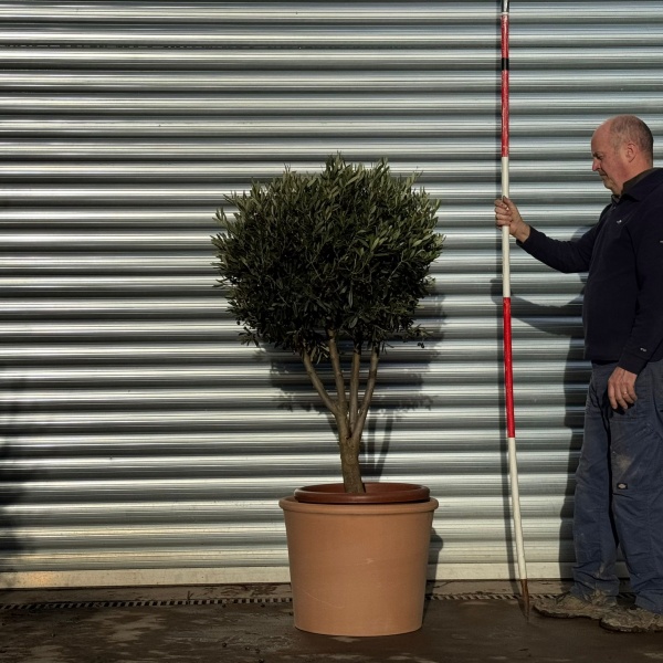Lovely Compact Specimen Olive Fruit Tree with our Quality 55cm diam Terracotta 20979v