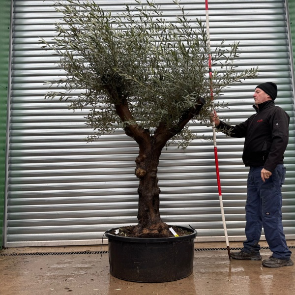 Super Branched Specimen Olive Fruit Tree 20980