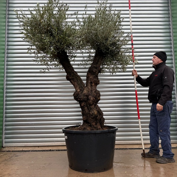 Super Forked Specimen Olive Fruit Tree 20982