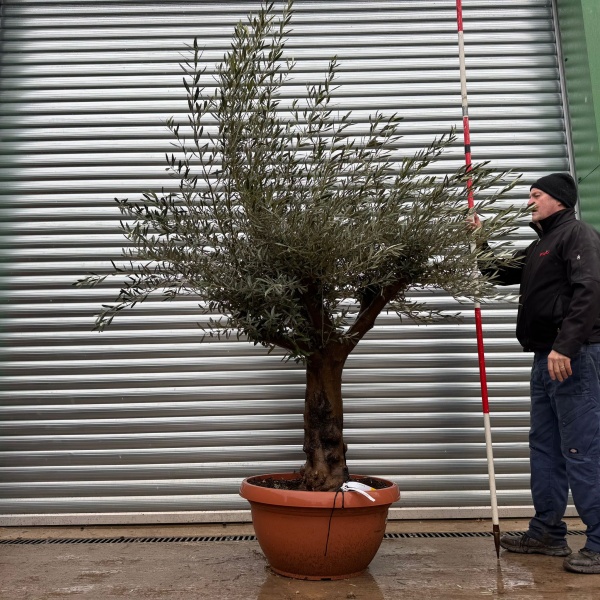 Super Branched Specimen Olive Fruit Tree in our Bowl Format 20983