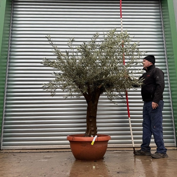 Super Specimen Olive Fruit Tree in our Bowl Format 20984