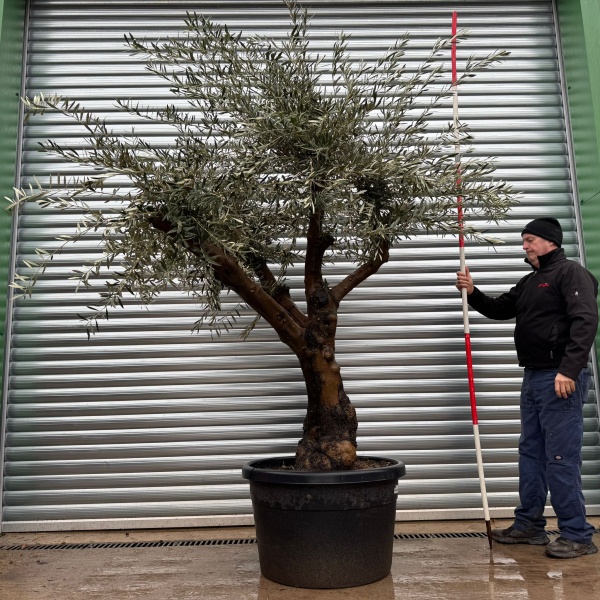Super Branched Specimen Olive Fruit Tree 20985