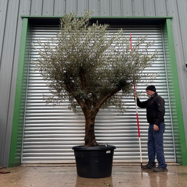 Lovely Branched Specimen Olive Fruit Tree 20986