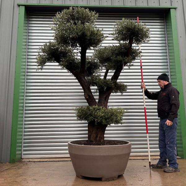 Spectacular Branched Cloud Specimen Olive Fruit Tree 20988