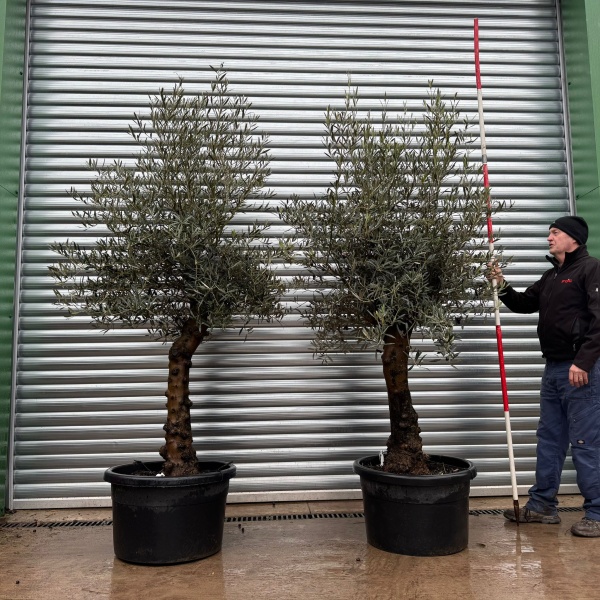 Super Pair Specimen Olive Fruit Trees 20989 90