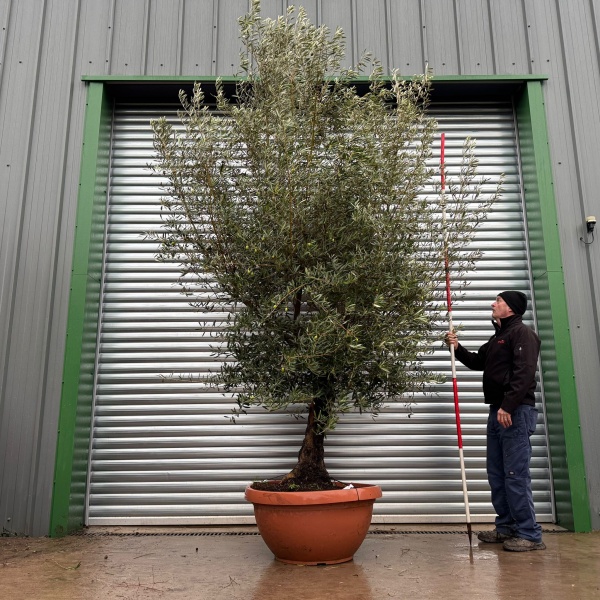 Screaming Screening Specimen Olive Fruit Tree in our Bowl Format 20991