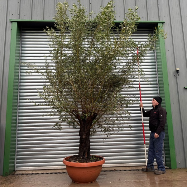 Screaming Screening Specimen Olive Fruit Tree in our Bowl Format 20992