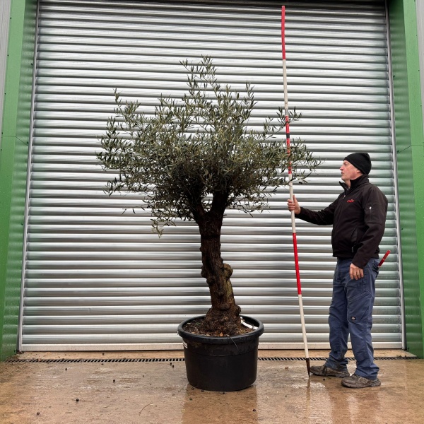 Lovely Specimen Olive Fruit Tree 20993