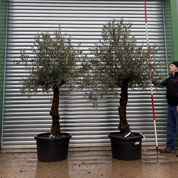 Super Pair Specimen Olive Fruit Trees 20994 95