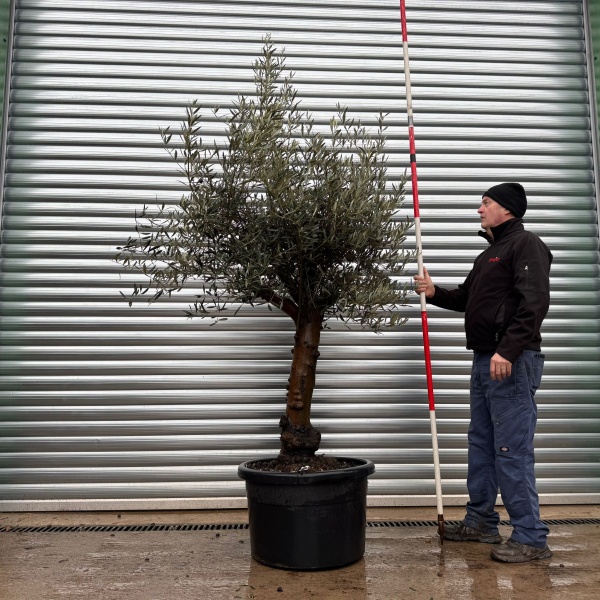 Lovely Specimen Olive Fruit Tree 20996