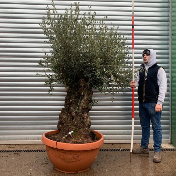Olive Trees | Ancient Olive Trees | 20273